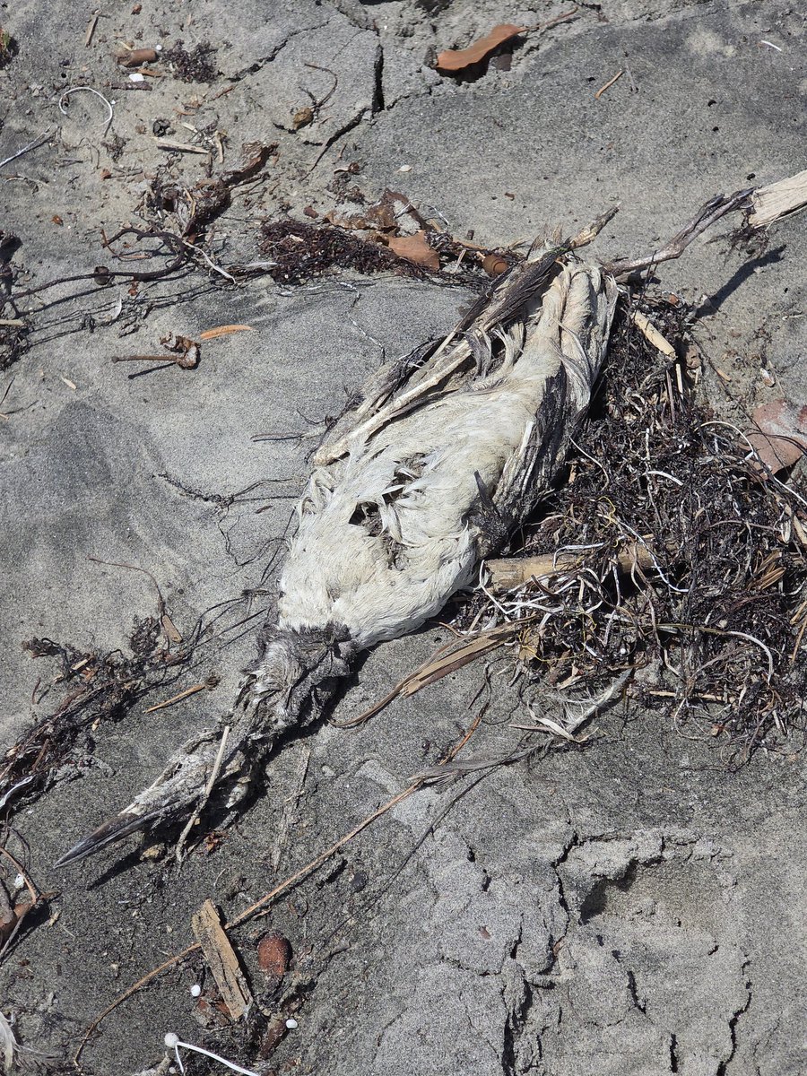 Blue Capsule⚠ tweet media