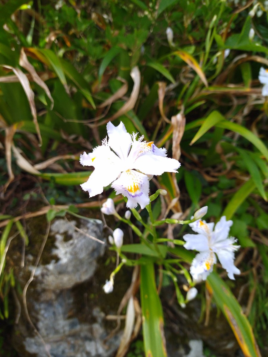 うさぎ@うつ病＆無職 tweet media