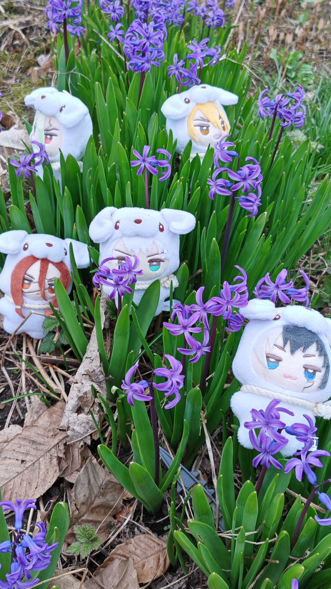 おはよう🌞Goodmorning🌞

みみちゃん探検隊
ヒヤシンスいい匂いだね！