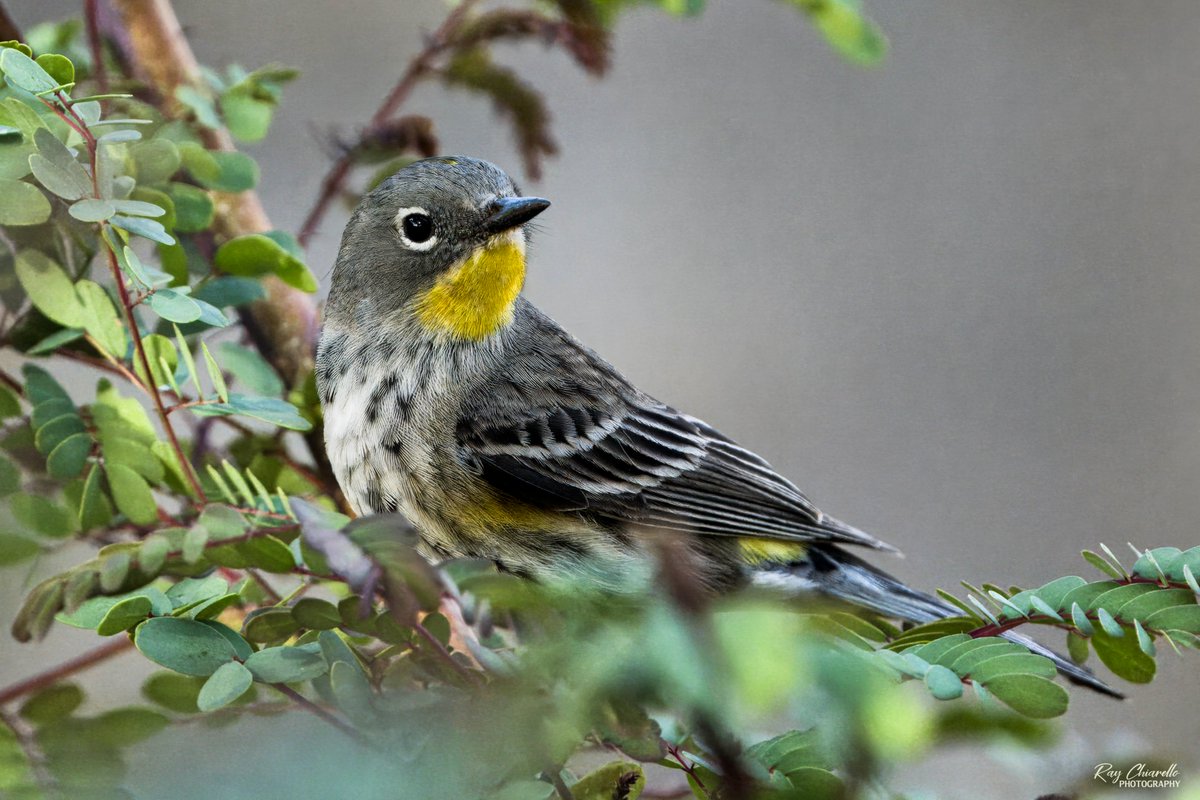 Ray Chiarello tweet media