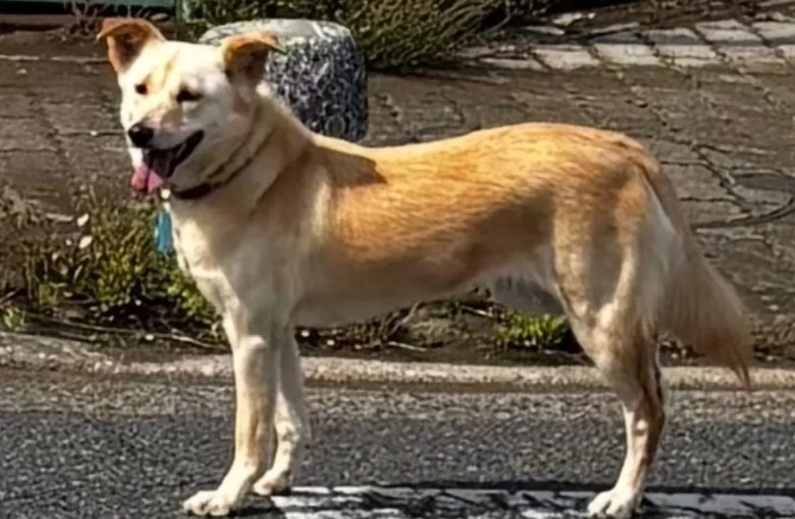 右後肢をケガ💦一刻も早く、飼い主さんに届きます様に🙏
#東京都  小平市  新青梅街道  小平市花小金井  付近🐶目撃情報📢 
大きめ #茶白の中型犬  首輪あり  #迷子犬 #迷い犬
西東京市  東久留米市  東村山市  武蔵野市  練馬区  
目撃されたら110番で保護依頼を🙇‍♀️ lostpet.jp/51244 より