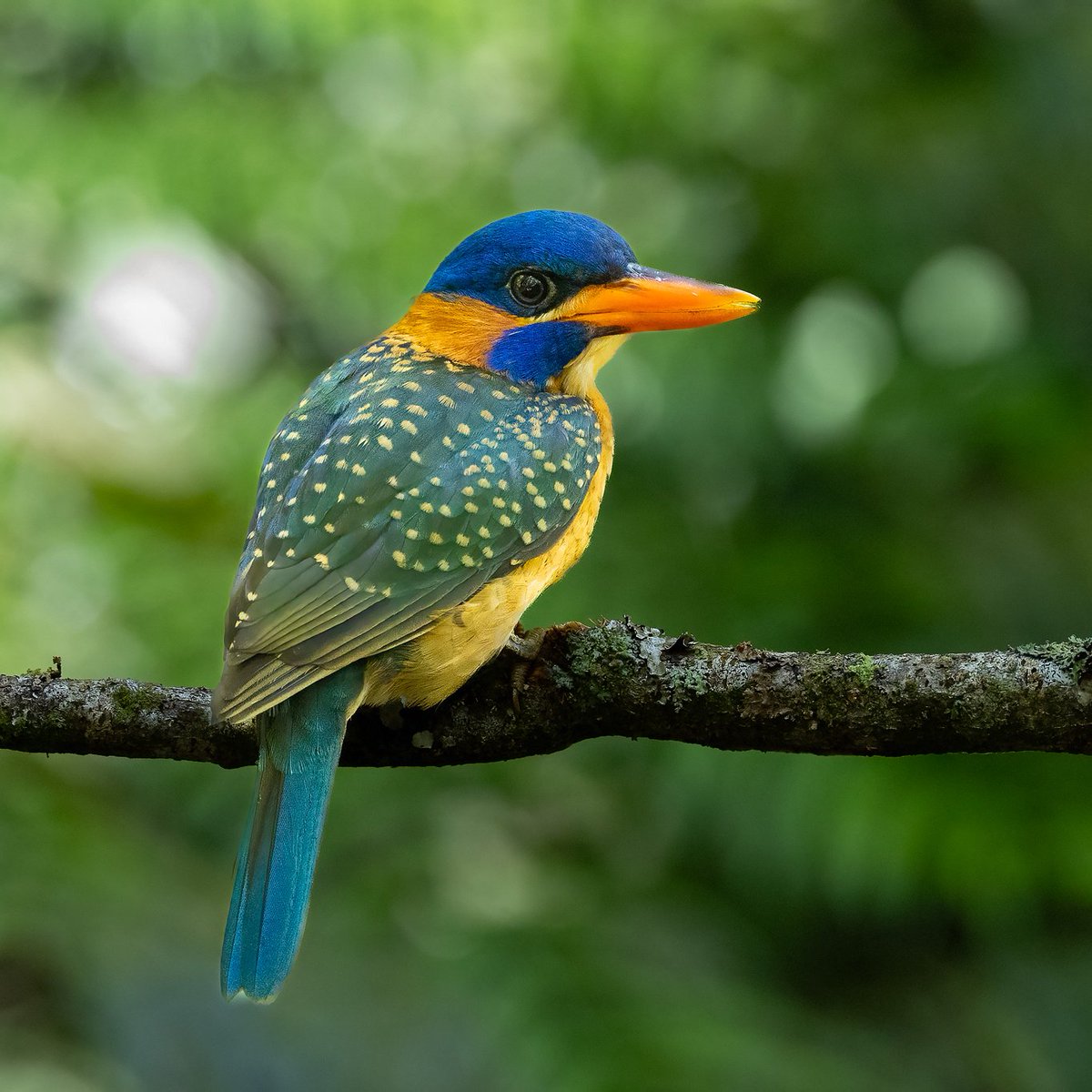 VenusNabs's tweet image. The Hombron's Kingfisher (Actenoides hombroni), also known as the blue-capped kingfisher, is a colorful bird species endemic to the island of Mindanao in the Philippines.
Malaybalay, Bukidnon.  
 #birds #wildlife #nature #birdphotography .  #CanonPhotography