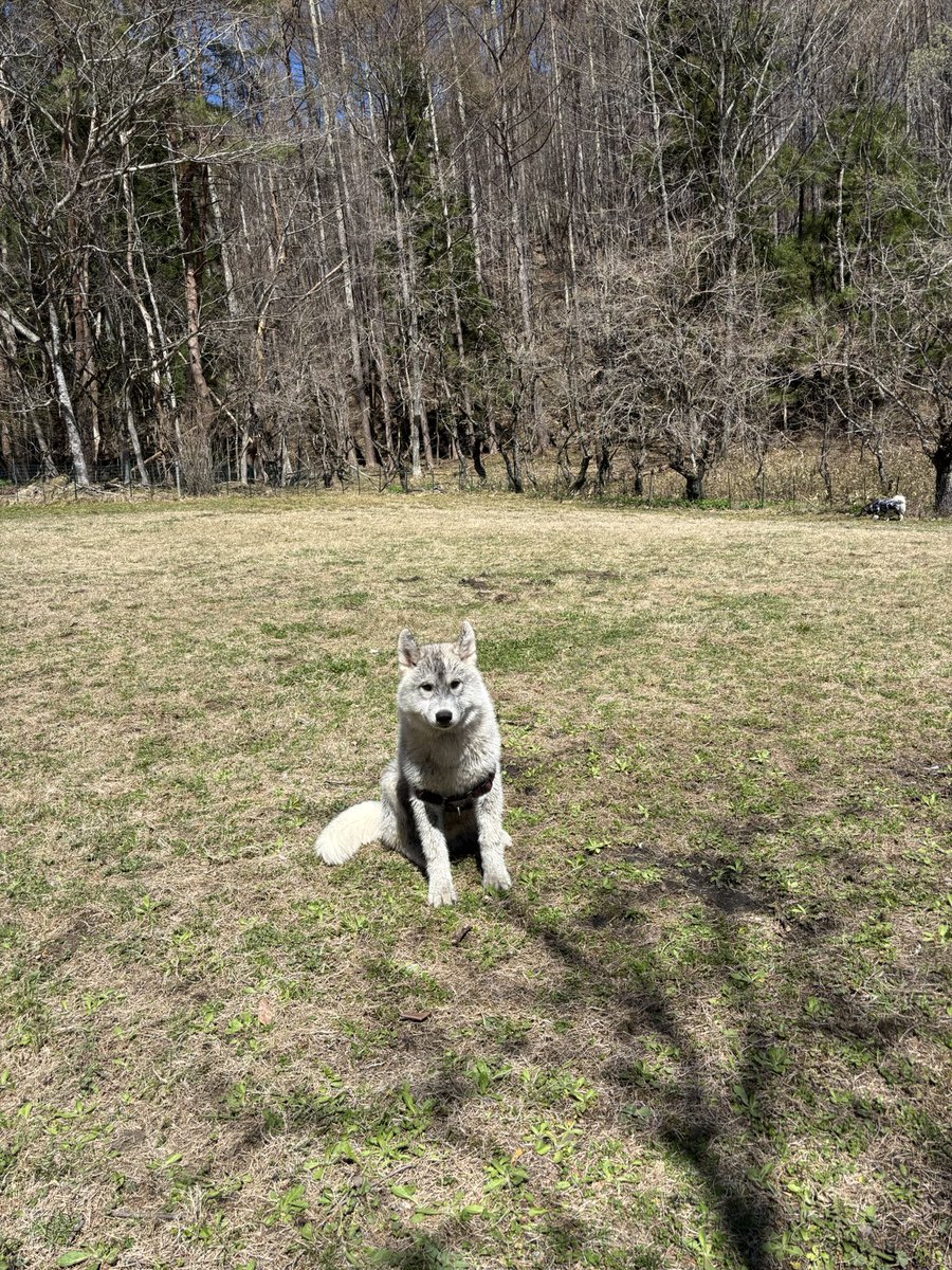 ふくまる＋ぶな＝ tweet media