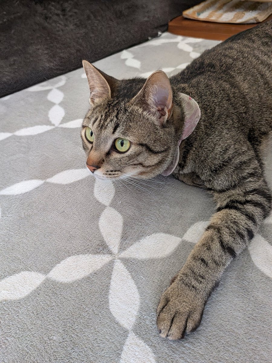 ダーウィンが来た！を真剣な眼差しで見る猫( ΦωΦ )
 #保護猫  #猫  #猫のいる暮らし