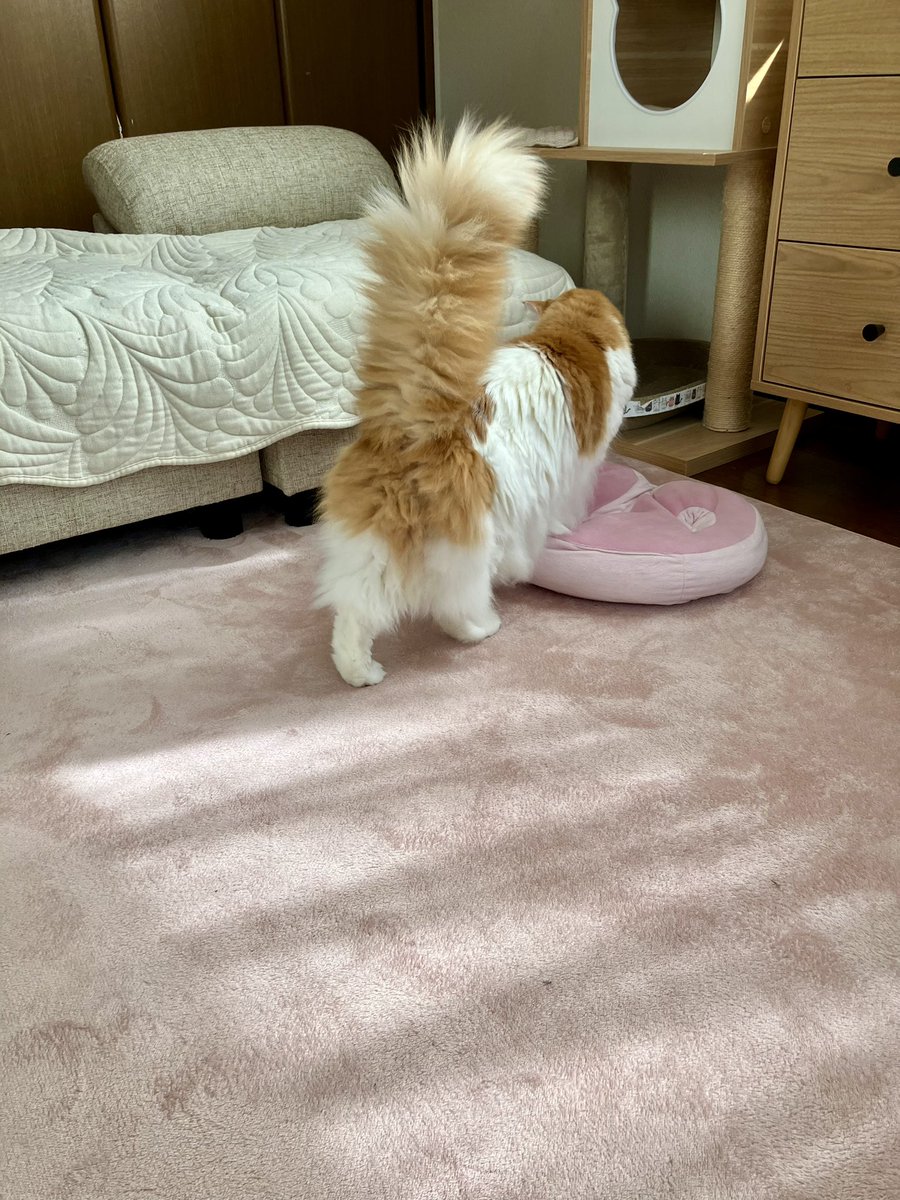 satotakerie's tweet photo. 今日はトールペイントやるぞー✊と、はりきっていたら‥
ルゥちゃんのおじゃまモードが炸裂で全然できません😂
かわいいからもうやるのやめよっかなー🐱💓
#メインクーン #maincoon #猫のいる暮らし https://t.co/XIyMZynG2b