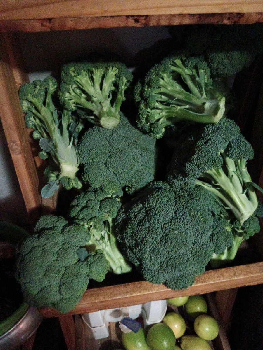Lo mejor de vivir en el campo es que la gente es wena de adentro . Me regalaron un saco de cebolla y 10 brócolis ... Un ahorro señores .