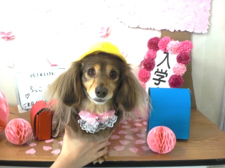 PETandLIFE's tweet photo. おはようございます▽･ｗ･▽
#トリミング
#ペットホテル
#ペットサロン
#新規のお客様ポイント5倍
#おかげさまでオープン16周年
#みんな元気 https://t.co/RFiDpwZl2I