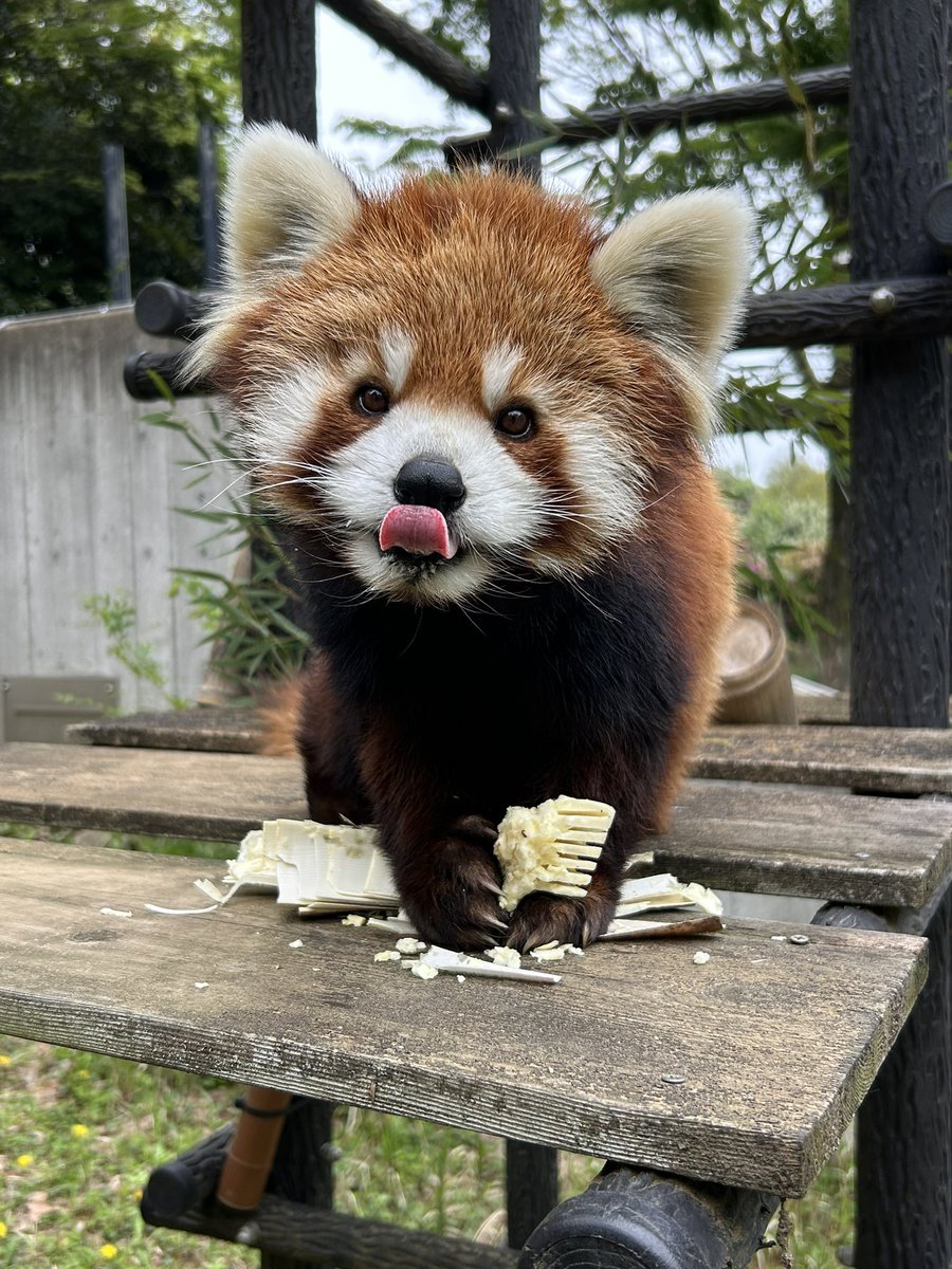 千葉市動物公園【公式】 tweet media