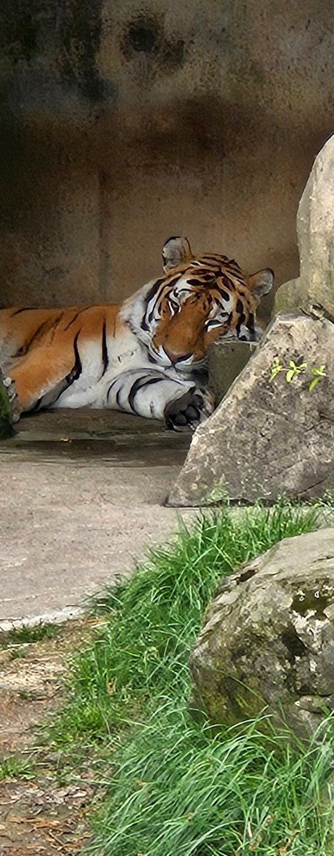 timfoster00's tweet photo. @Kor_VT Portland Zoo https://t.co/5zPFCaZckL