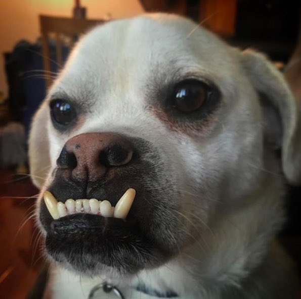 zuckerborg tweet media