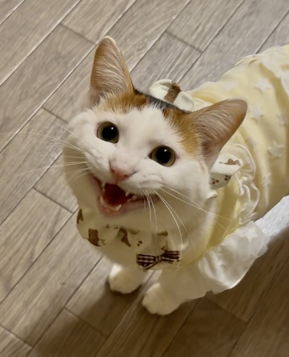 【新】おこめ🍚おはぎ🐣おこわ🫘 tweet media