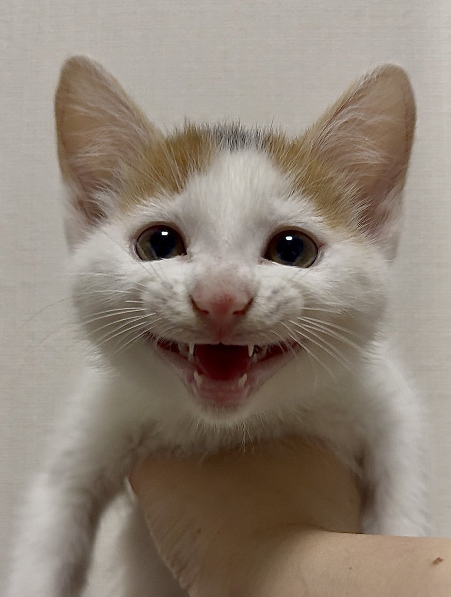 【新】おこめ🍚おはぎ🐣おこわ🫘 tweet media