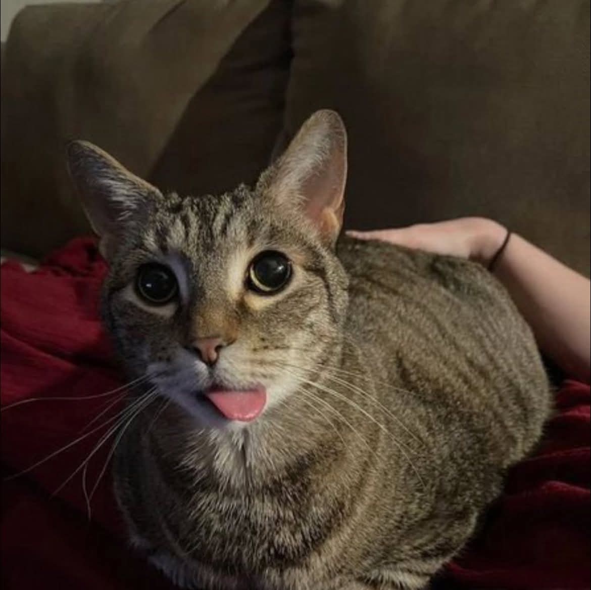 *eres tonto o te haces*

yo: