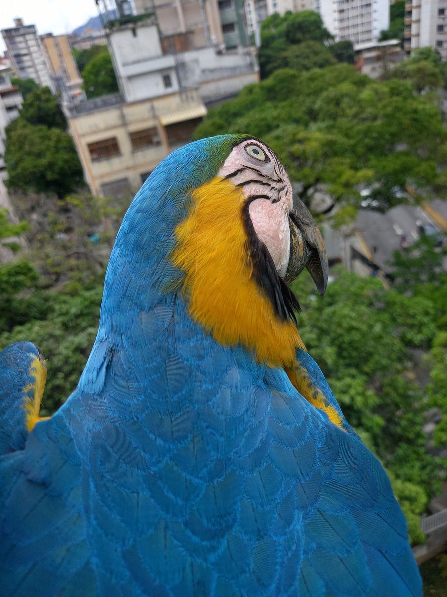 karelisjvc's tweet image. 🌲🦜Relato Guaquis🦜🌲
Vie, 17 de abr.🎬

📢 Hoy: un solo turno, pero full de bellezas🥰🥳

🌻La tarde:

🪶Mi espía, en realidad vino en la mañana, no esperó mucho y se fue🤭

🪶Entonces el 1ero en la tarde
🦜Pitufo-📸

⤵️ 1/9

#macaw #video #photo #photographyisart #love #pics