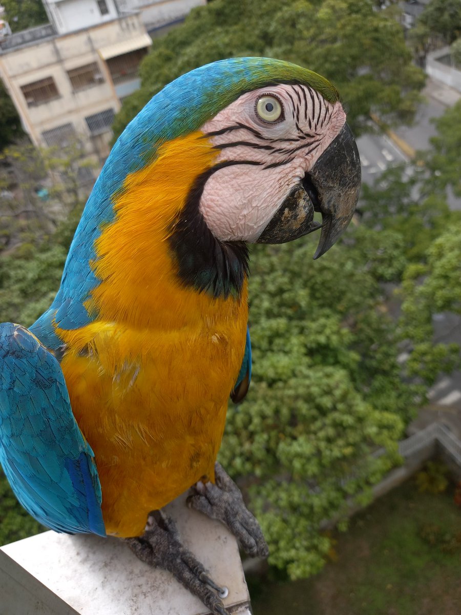 karelisjvc's tweet image. 🌲🦜Relato Guaquis🦜🌲
Vie, 17 de abr.🎬

📢 Hoy: un solo turno, pero full de bellezas🥰🥳

🌻La tarde:

🪶Mi espía, en realidad vino en la mañana, no esperó mucho y se fue🤭

🪶Entonces el 1ero en la tarde
🦜Pitufo-📸

⤵️ 1/9

#macaw #video #photo #photographyisart #love #pics