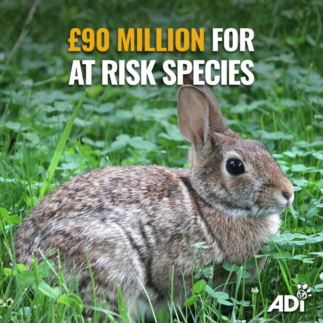 AnimalDefenders's tweet image. The UK government has announced a £90 million investment into protecting threatened British wildlife species. The largest ever government investment to directly support at risk species!
This will fund projects such as habitat restoration and species reintroductions.
#conservation