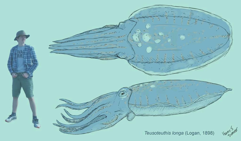 TutleZ / 거북데스네 tweet media