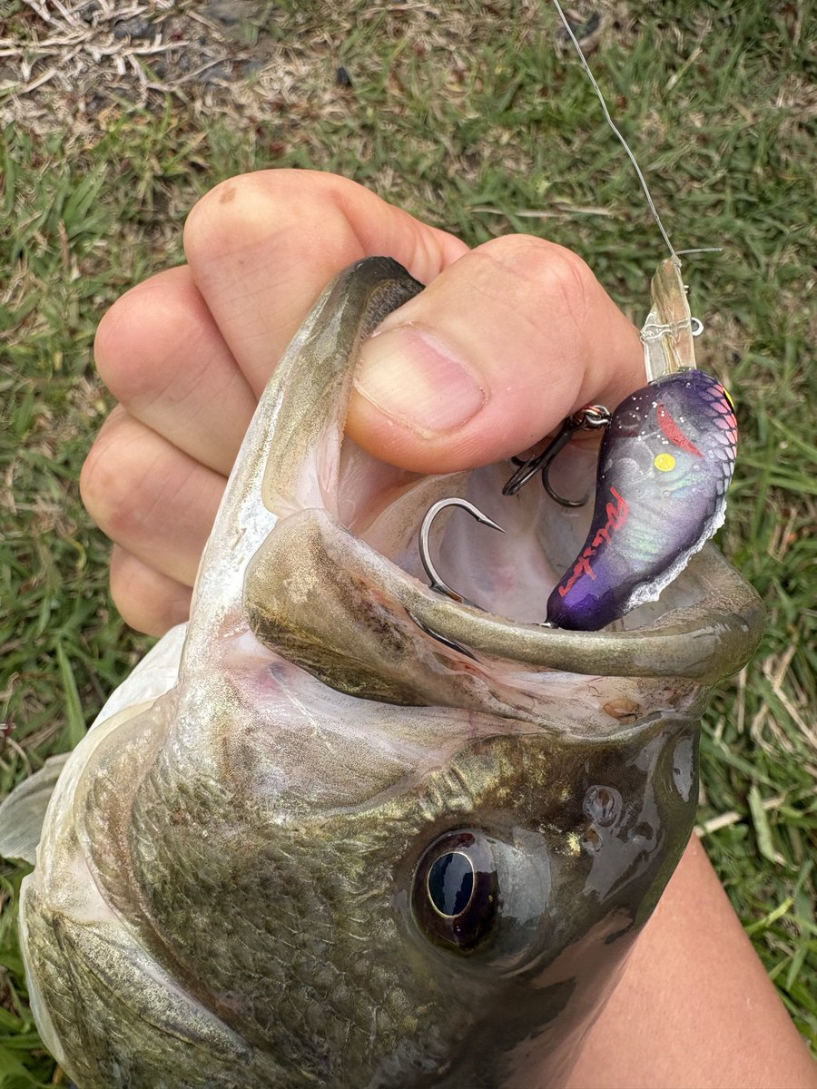 中川裕貴 バス釣り tweet media