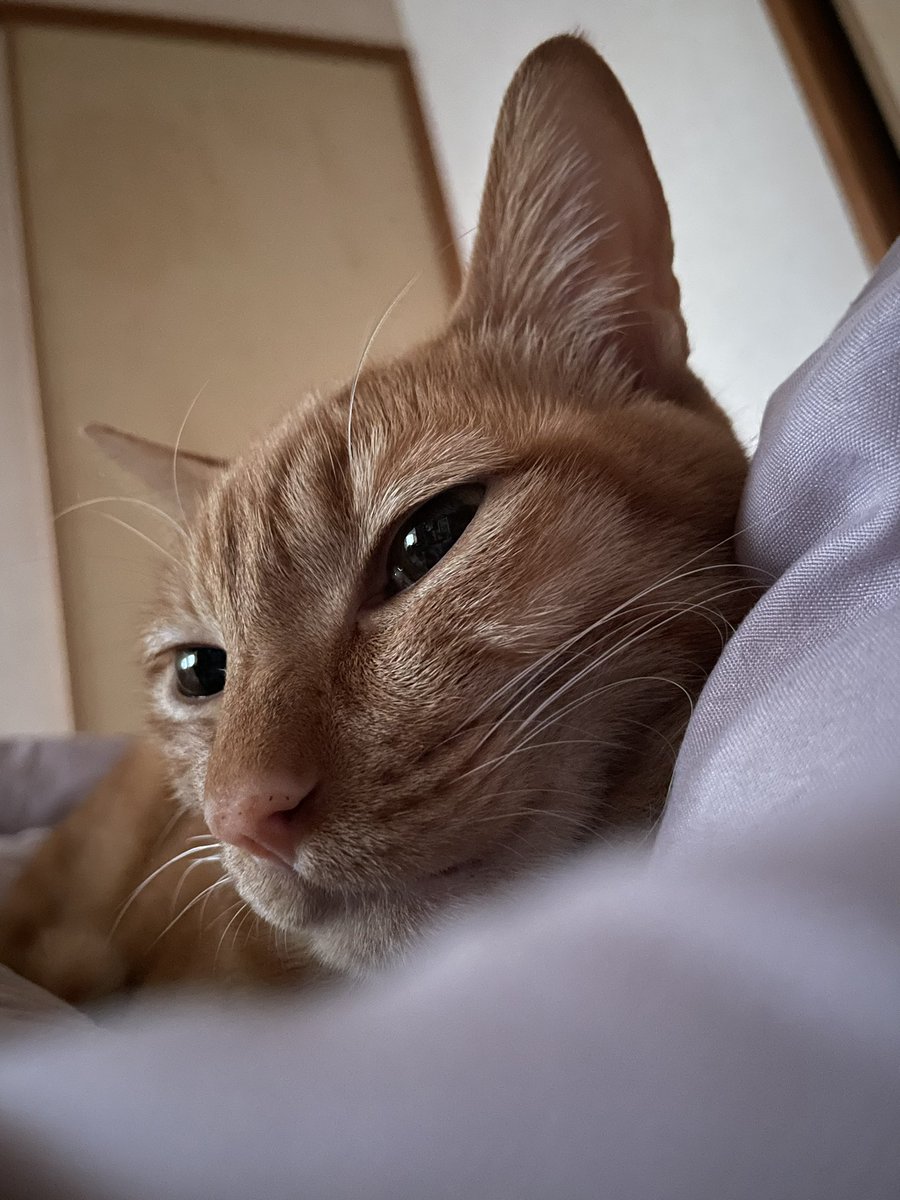 お目覚めの土アップ♡

#猫のいる生活