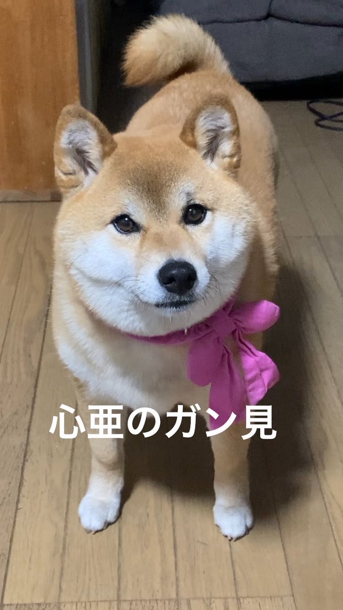 Takasan43228157's tweet image. 何か要求があると、必ずガン見して伝えようとする。この訴えが可愛過ぎてやばい。もう人間以上に可愛い。youtubeやInstagramには動画をupしてます。

#dogsofinstagram #心亜 #柴犬のいる幸せ #柴犬との暮らし #柴犬のいる生活 #shibainu