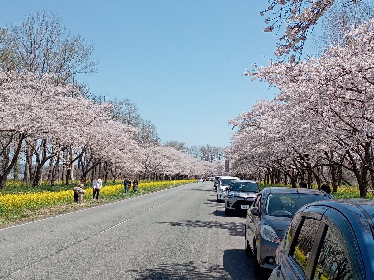 菜の花ロード満開でした🌸