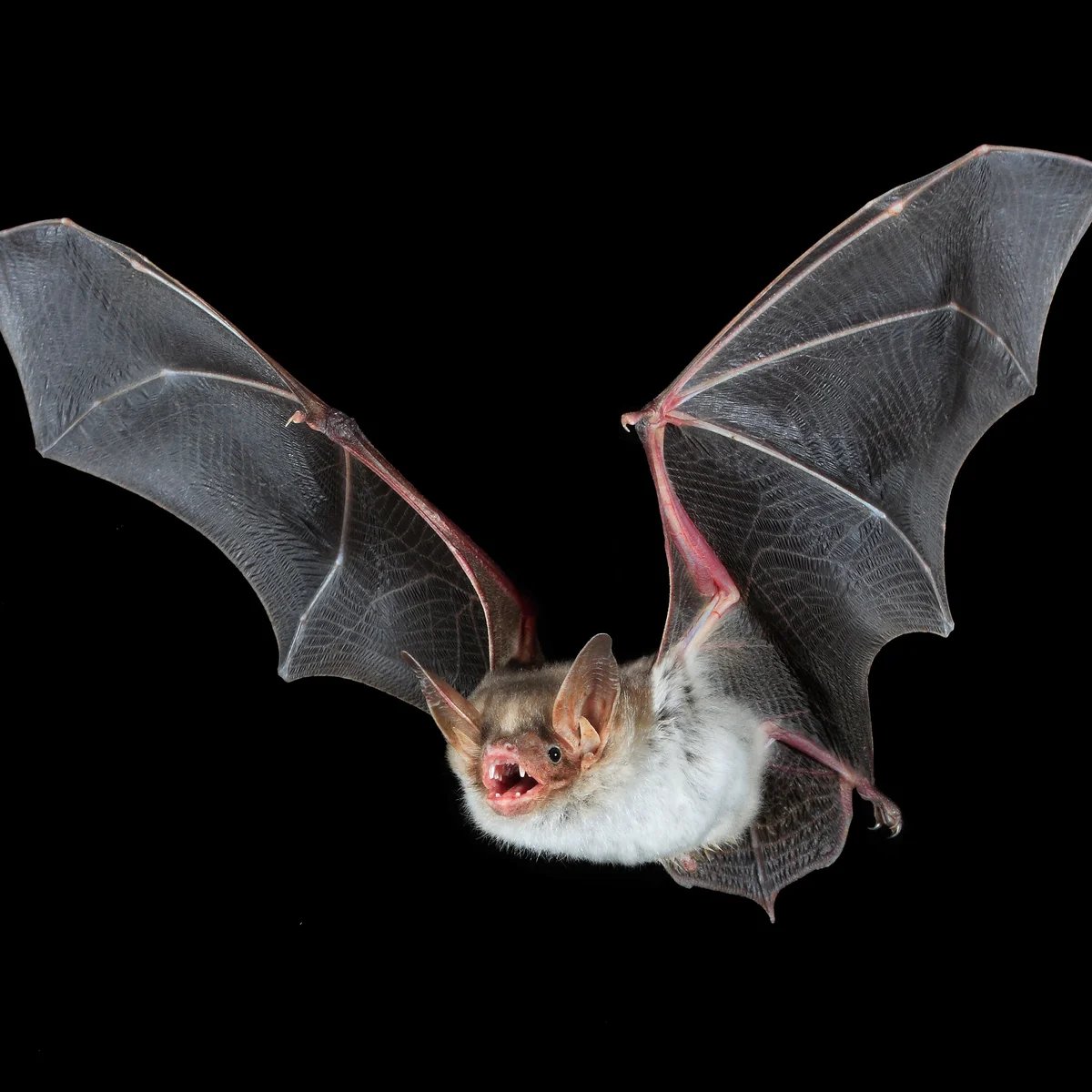 AndoArbour8's tweet photo. Happy #BatAppreciationDay!!! 🦇🦇🦇
Despite being seen as villains, bats are actually heroes. From pest control to pollination, they support ecosystems worldwide. Let's thank them by protecting these misunderstood angels of the night, like installing bat houses.
#ProtectBats https://t.co/qgVbBVcbkO