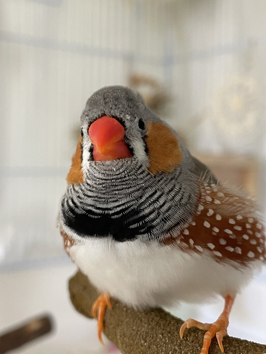 Aves • Artist & Finch Parent tweet media