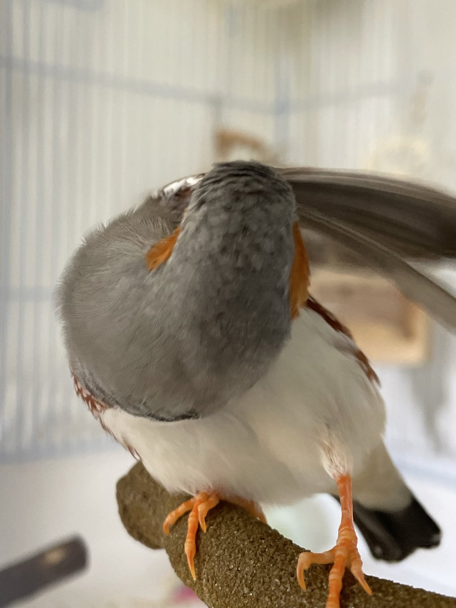 Aves • Artist & Finch Parent tweet media