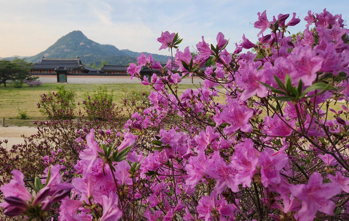royalpalacego's tweet photo. 〈🌸철쭉꽃 핀 사월의 경복궁〉

오늘도 강녕하신지요?
경복궁 동궁에 피어난
철쭉꽃이 문안 올리옵니다🌸

#경복궁 #동궁 #사월
#철쭉꽃 #문안인사 https://t.co/YoujbwDKuY