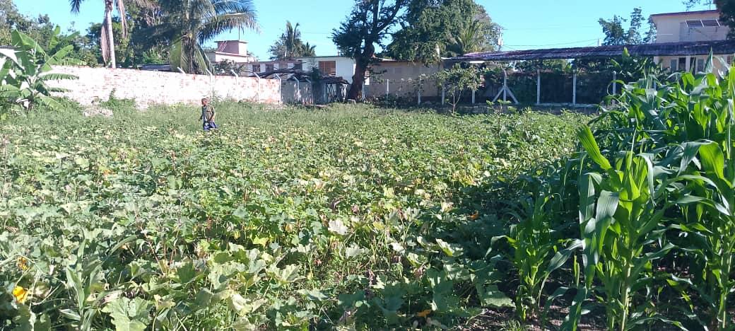 Como parte de las relaciones de trabajo compañeros de INOTU colaboran en el huerto intensivo del IPVCE Antonio Maceo Grajales.
#SantiagodeCuba 
<a href="/naimatrujillob/">Naima Ariatne Trujillo Barreto</a> 
<a href="/dpestgo/">DGE Santiago de Cuba</a>