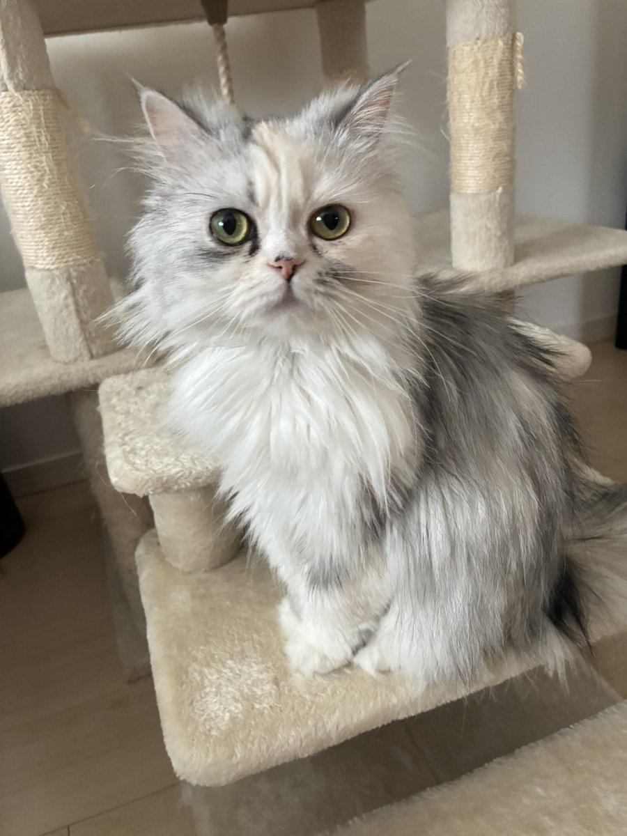 ルナちゃん🎀成長日記🫧 tweet media