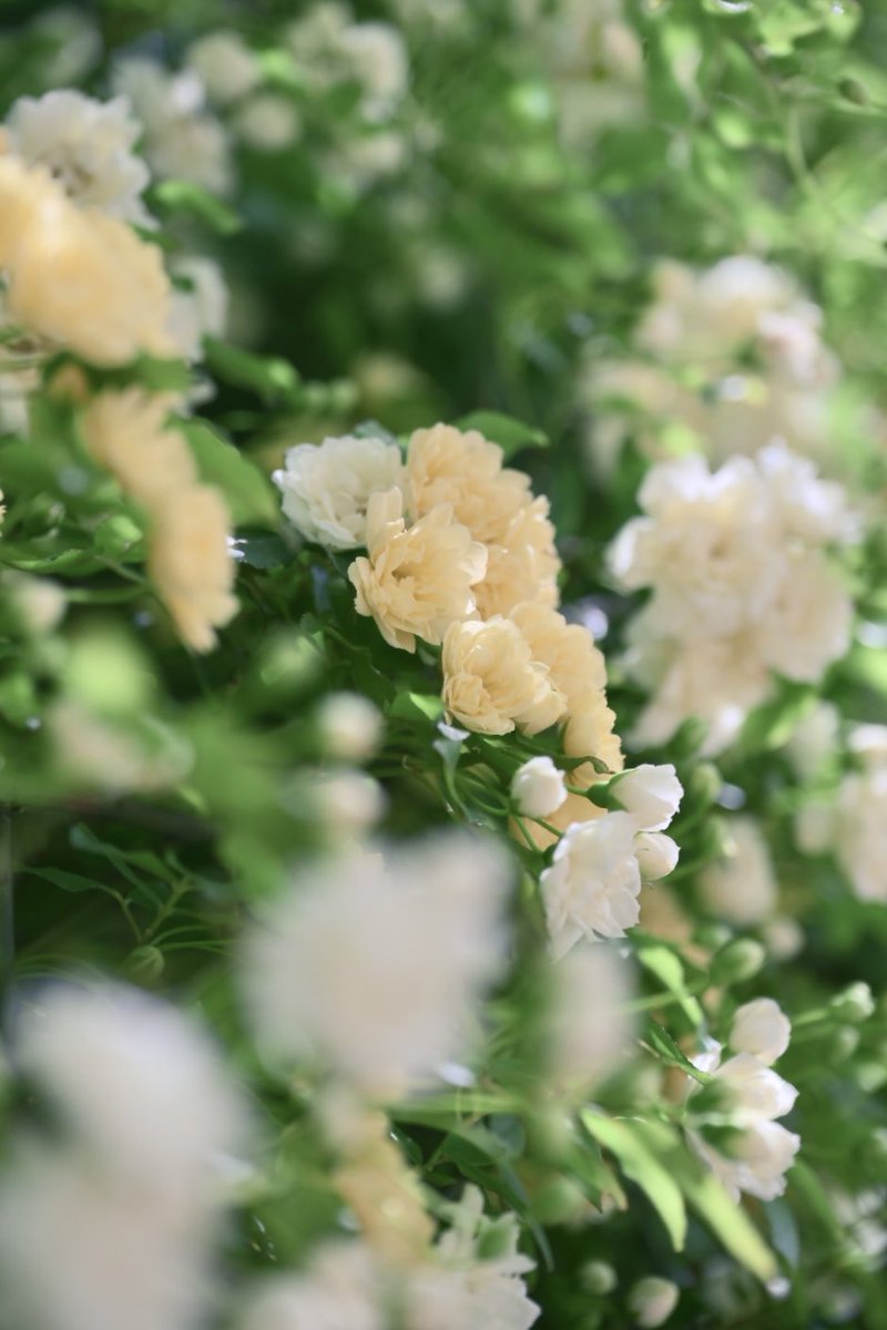 めぐ｜写真 tweet media