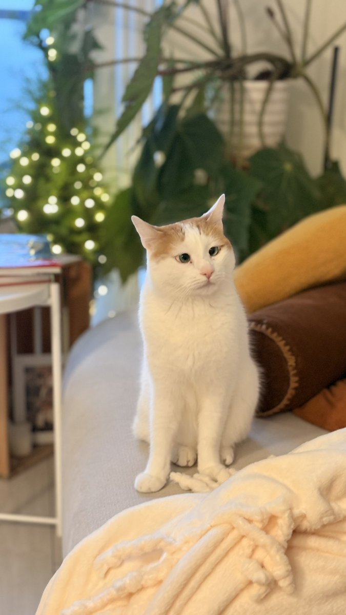 ماهی tweet media