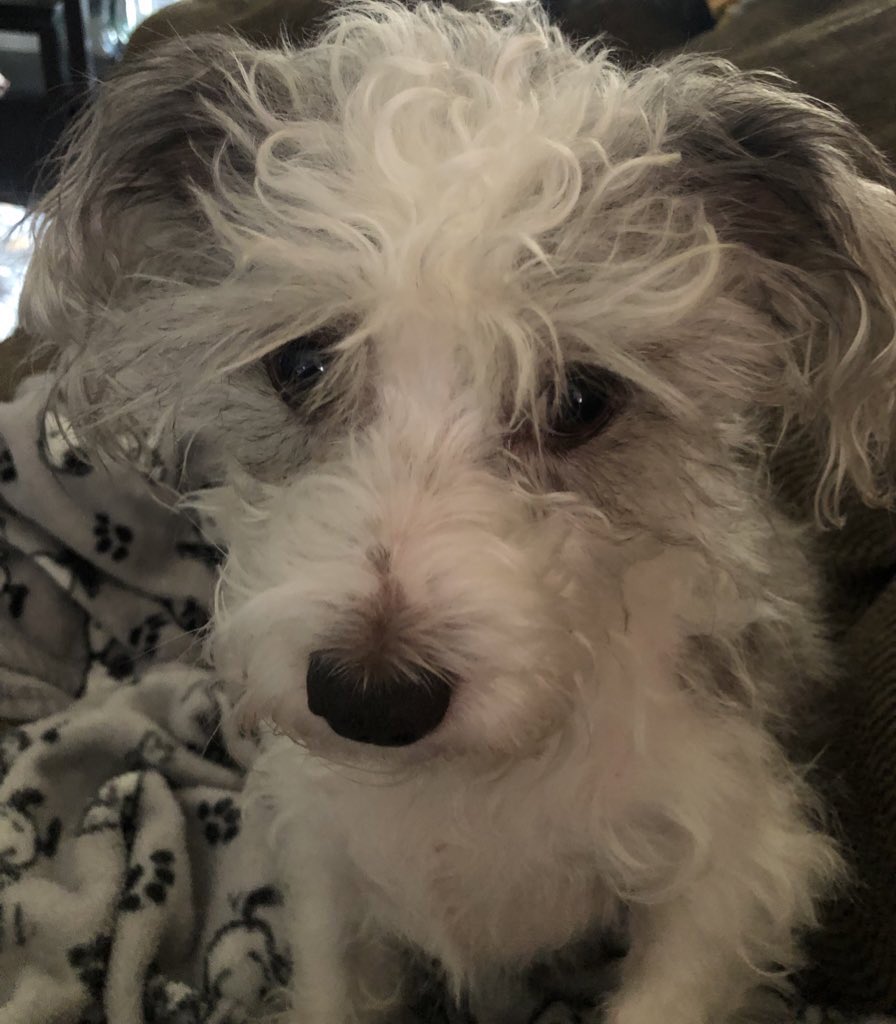 Well my Mama finally ran herself into the ground. She now gotta snuggle all weekend with me because she got the bronchitis and asthma. Dr gave her medicines and me and Daisy on nurse duty making her rest.