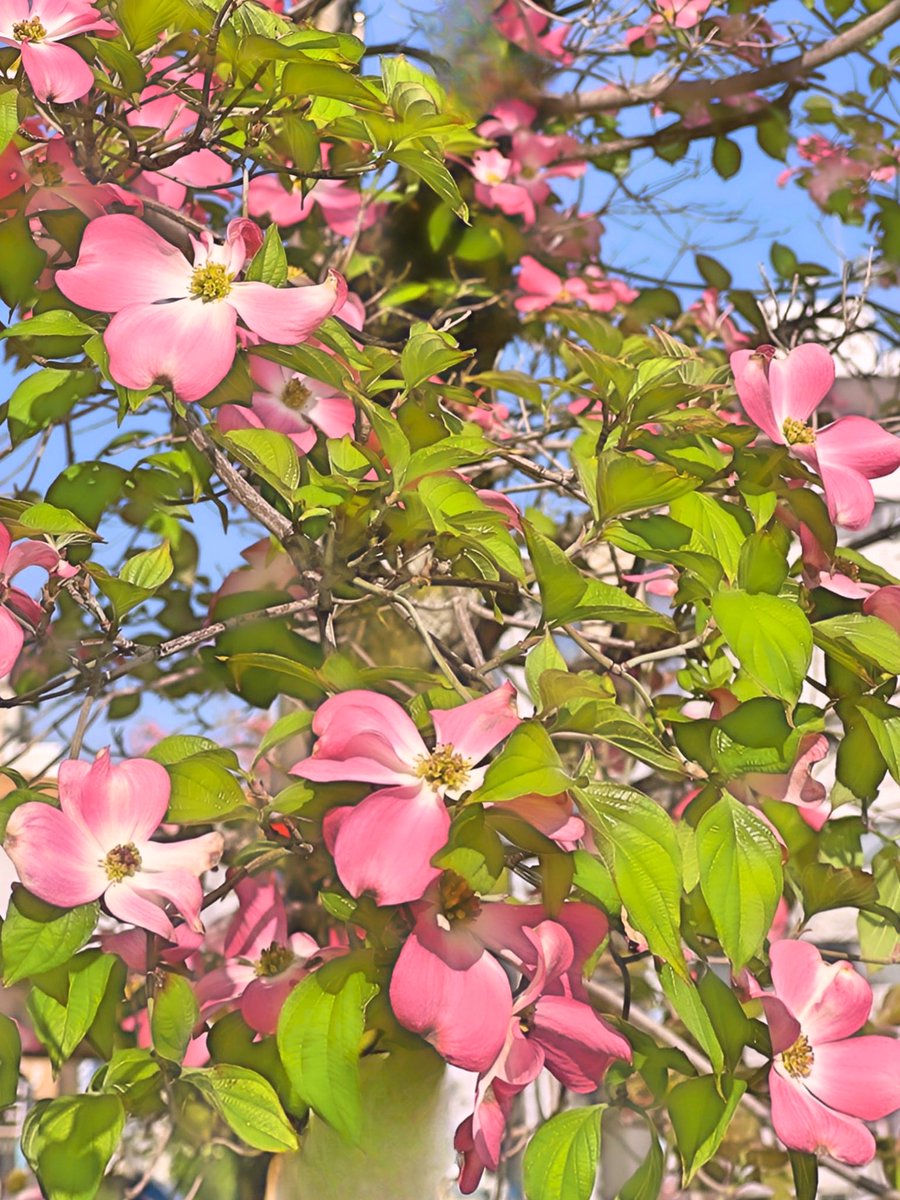 小林 広美@平塚漢方堂（水曜日・日曜日はお休みします。） tweet media
