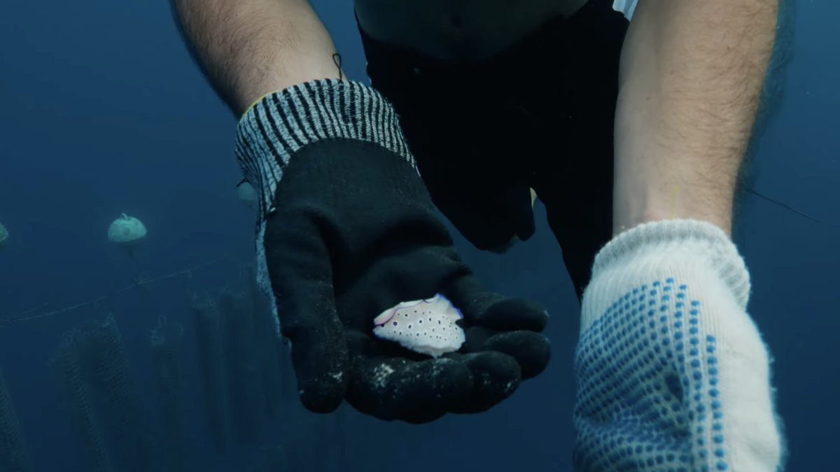 headhort tweet media