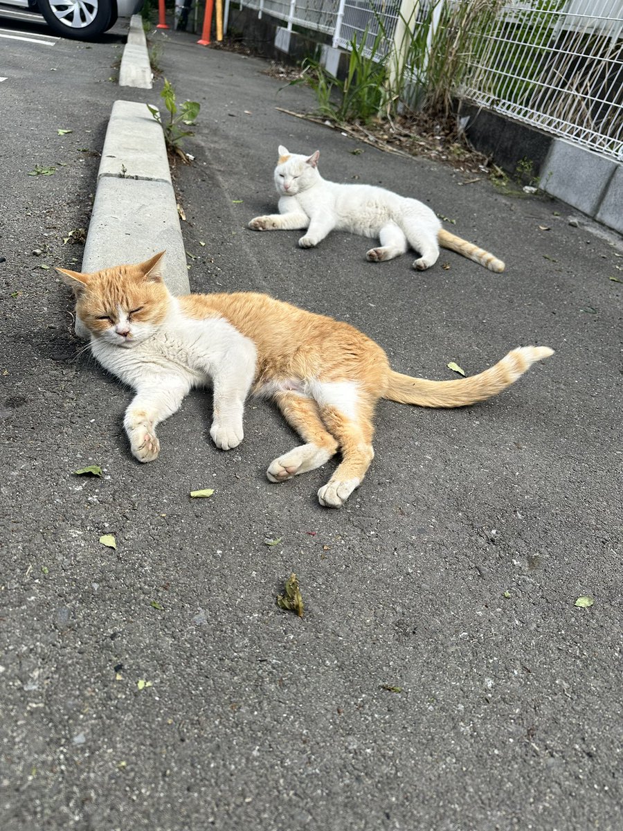 桜くん｡ tweet media