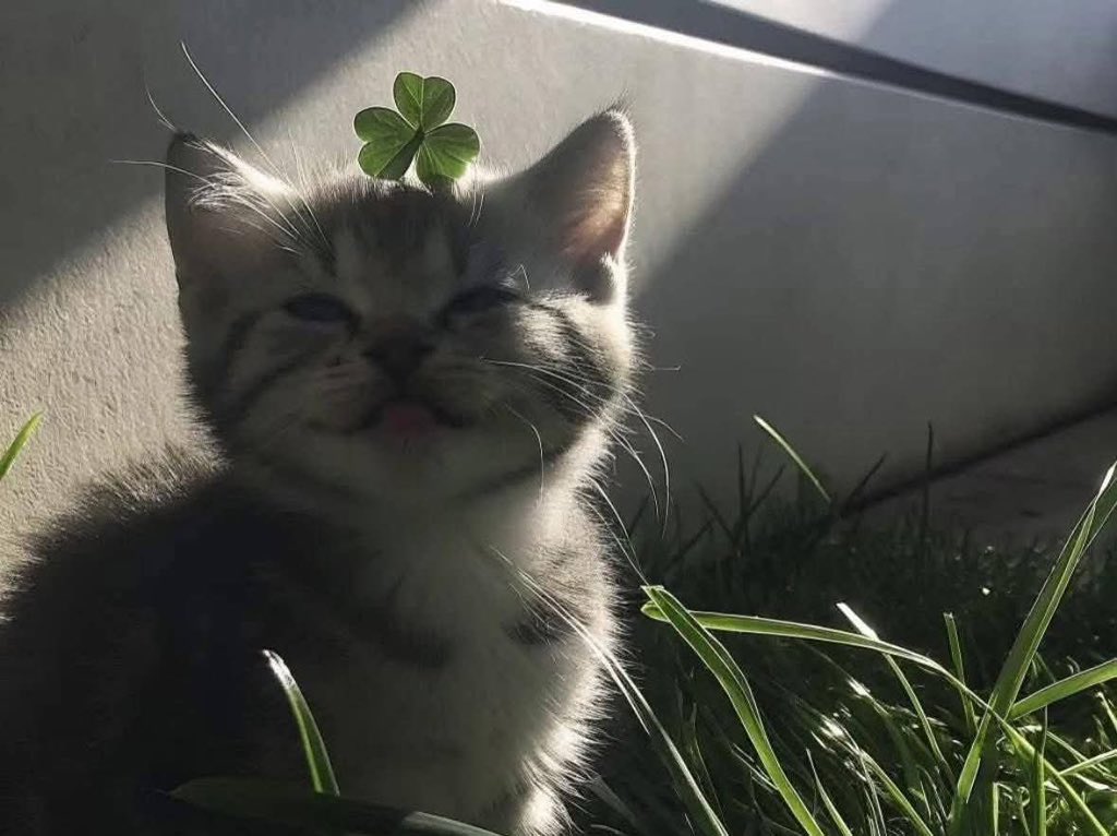 𝑙𝑦𝑟𝑎 tweet media