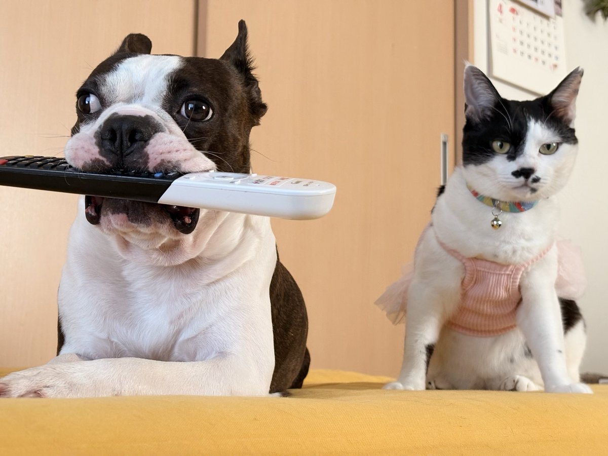 うなぎ犬 tweet media