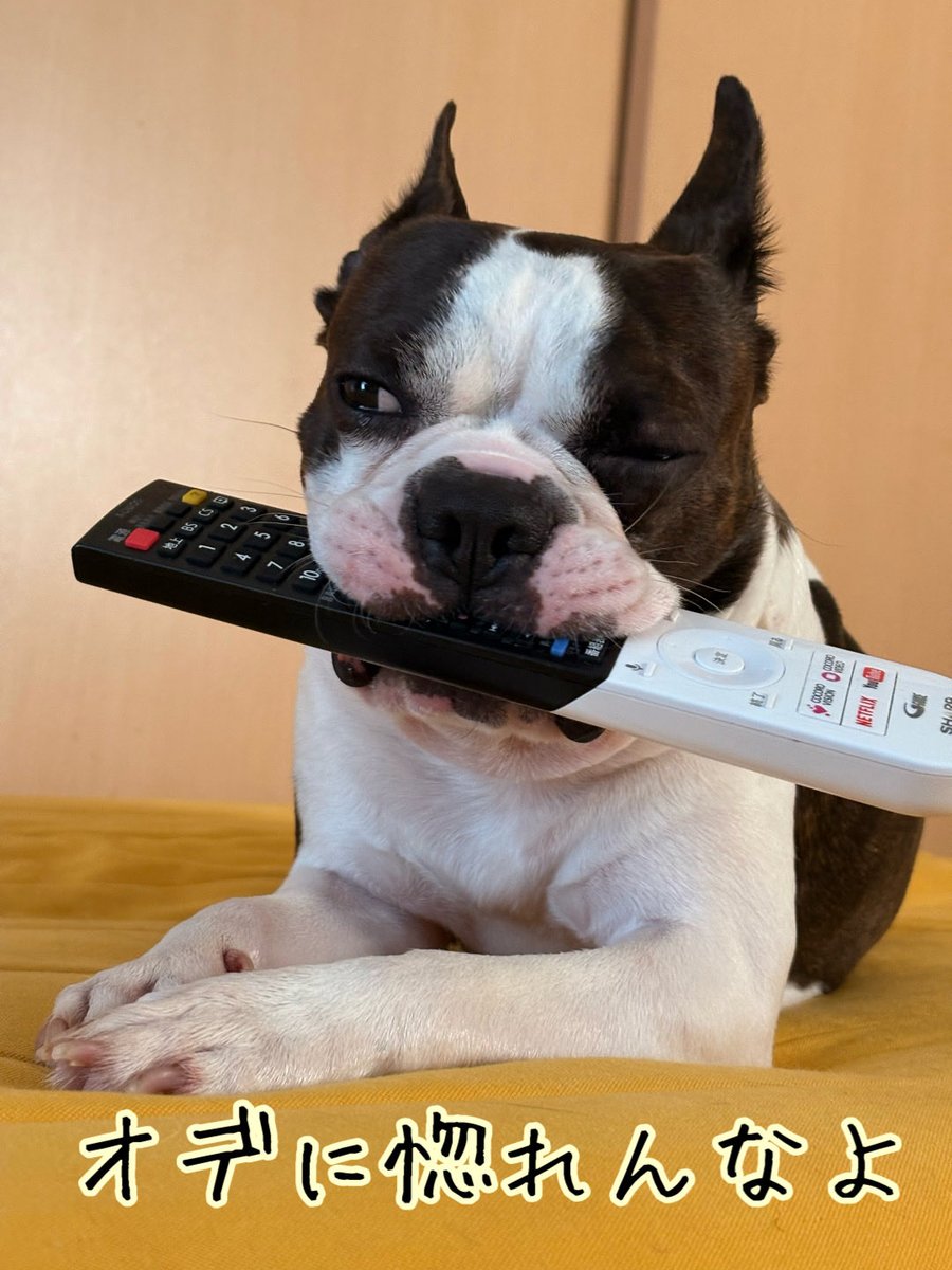 うなぎ犬 tweet media