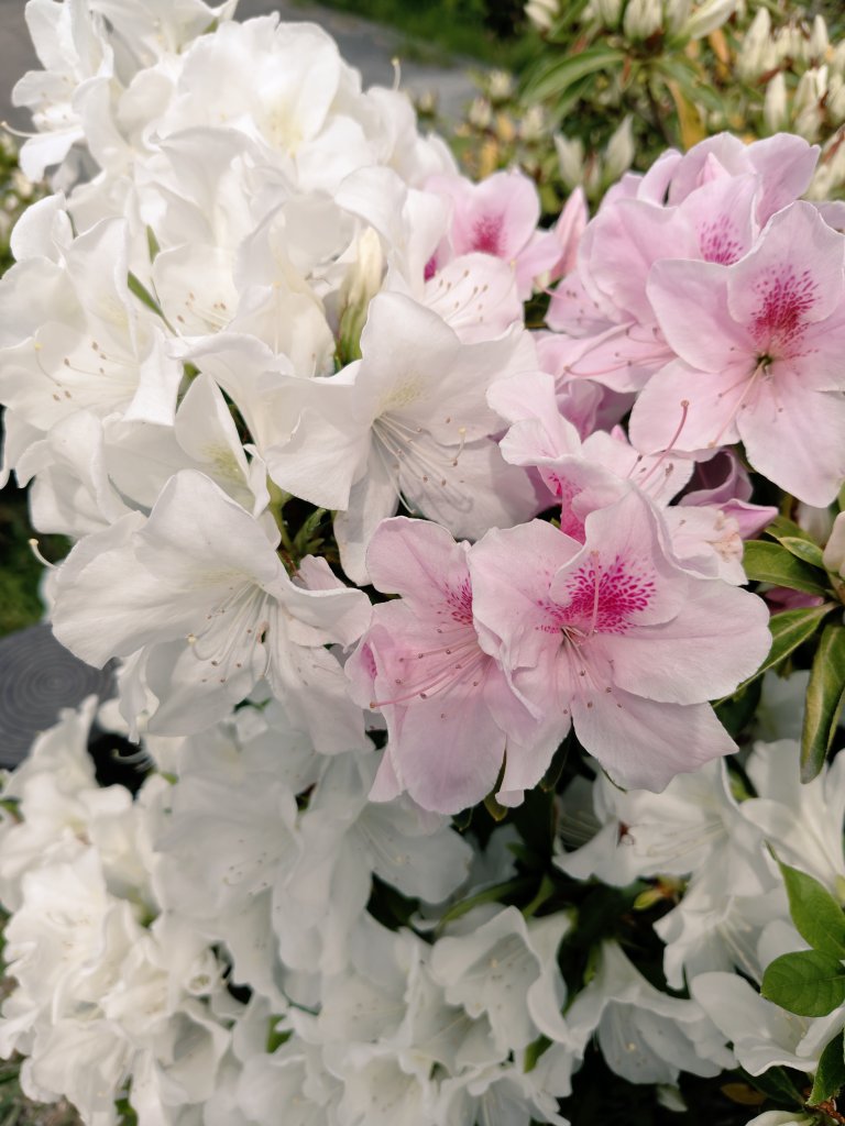 桃羽音さくら🌸フェアリー系MIX師 tweet media