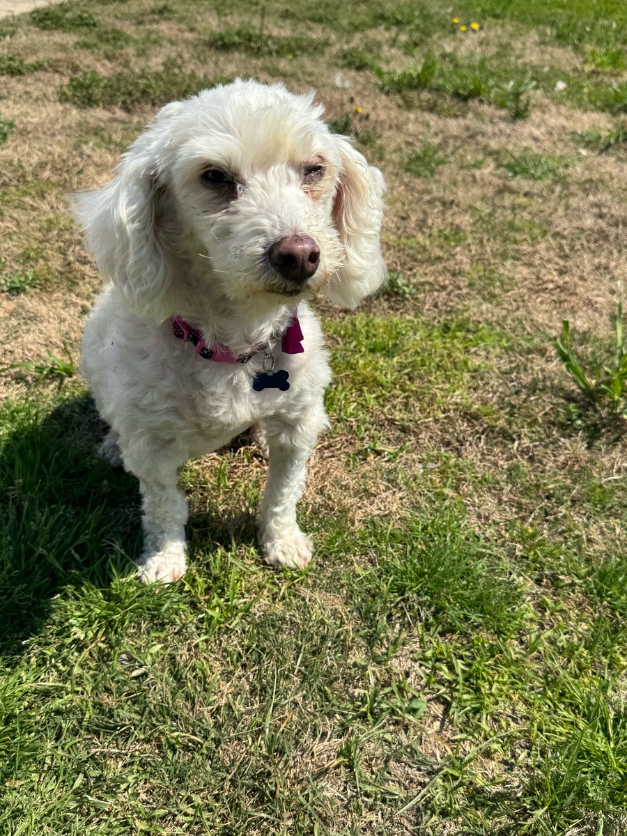 TessMcIn's tweet photo. Unable to pay for her care, Darla’s owner surrendered her. When our partners Home for Good Dogs rescued her she had UTI, numerous tumors and mammary carcinoma. We sponsored Darla to pay for the surgeries that she is now recovering from. https://t.co/Kt0AvmUtvc