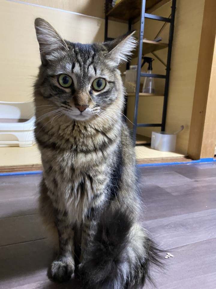 長毛のキジトラ女子
徳島県 ♀ 生後1才6ヶ月 の"ライカ"ちゃんです。
 #猫の里親募集 #徳島県
詳細：neko-jirushi.com/foster/234844/
写真：