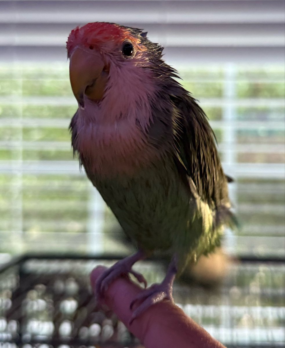 swagalicious Sparky tweet media