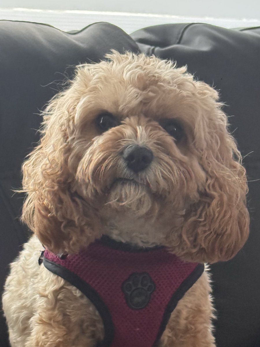 PeeWeeDaPlug tweet media