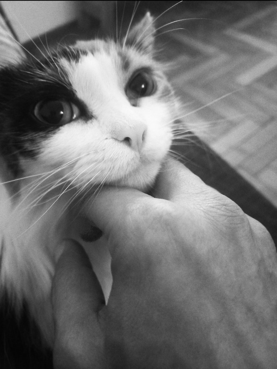 Chapi🐷 tweet media