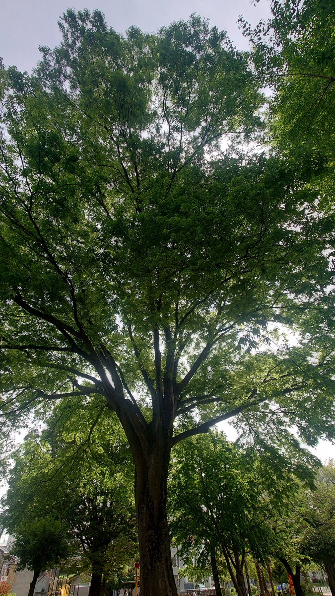alansmitheejp's tweet photo. 日陰涼しい～
木漏れ日も気持ちいい～
今日はこれから暑くなるのかなぁ...このまま季節止まって欲しい https://t.co/Y3KUly3WTl