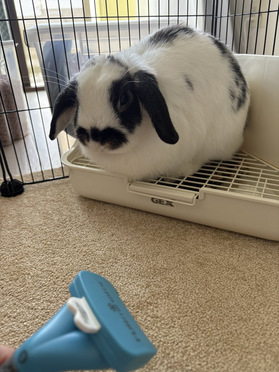 うさぎのミルちゃんꪔ̤̮ tweet media