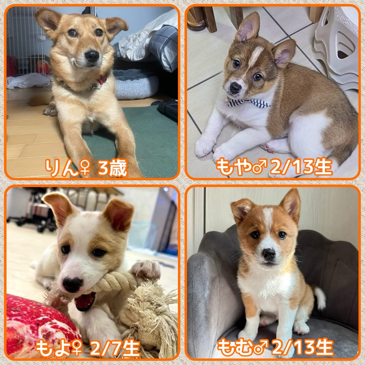 mkikin1's tweet photo. 📣明日4/19保護犬譲渡会&amp;チャリティー物販📣

ルルフェスin さっぽろドッグランドに会いに来てね💖
by①参加メンバーず🐾

🍀参加メンバーは
ピンクかブルーのバンダナを着けてます

🍀詳しくはコチラ↓
https://t.co/1n3ZPOyBW5

#ルルフェス #譲渡会 #保護犬
#子犬 #幼犬 #成犬
#里親 #札幌 #北海道 https://t.co/qycRklhpN8