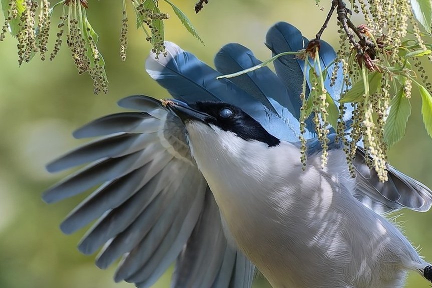 ひざ枕 tweet media